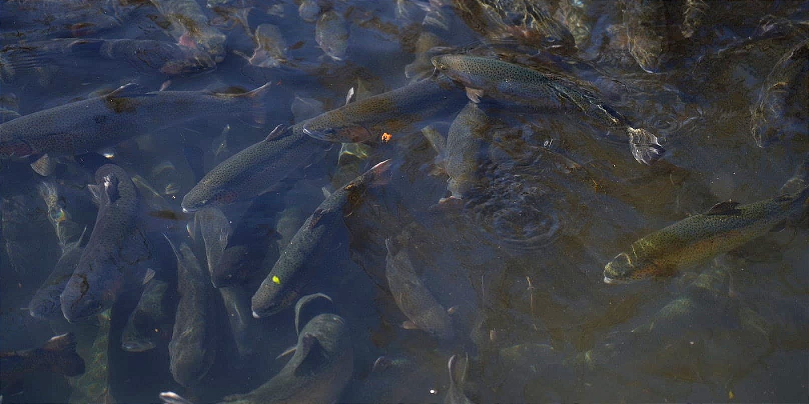 Кыргызстанскую форель планируют превратить в экспортный бренд