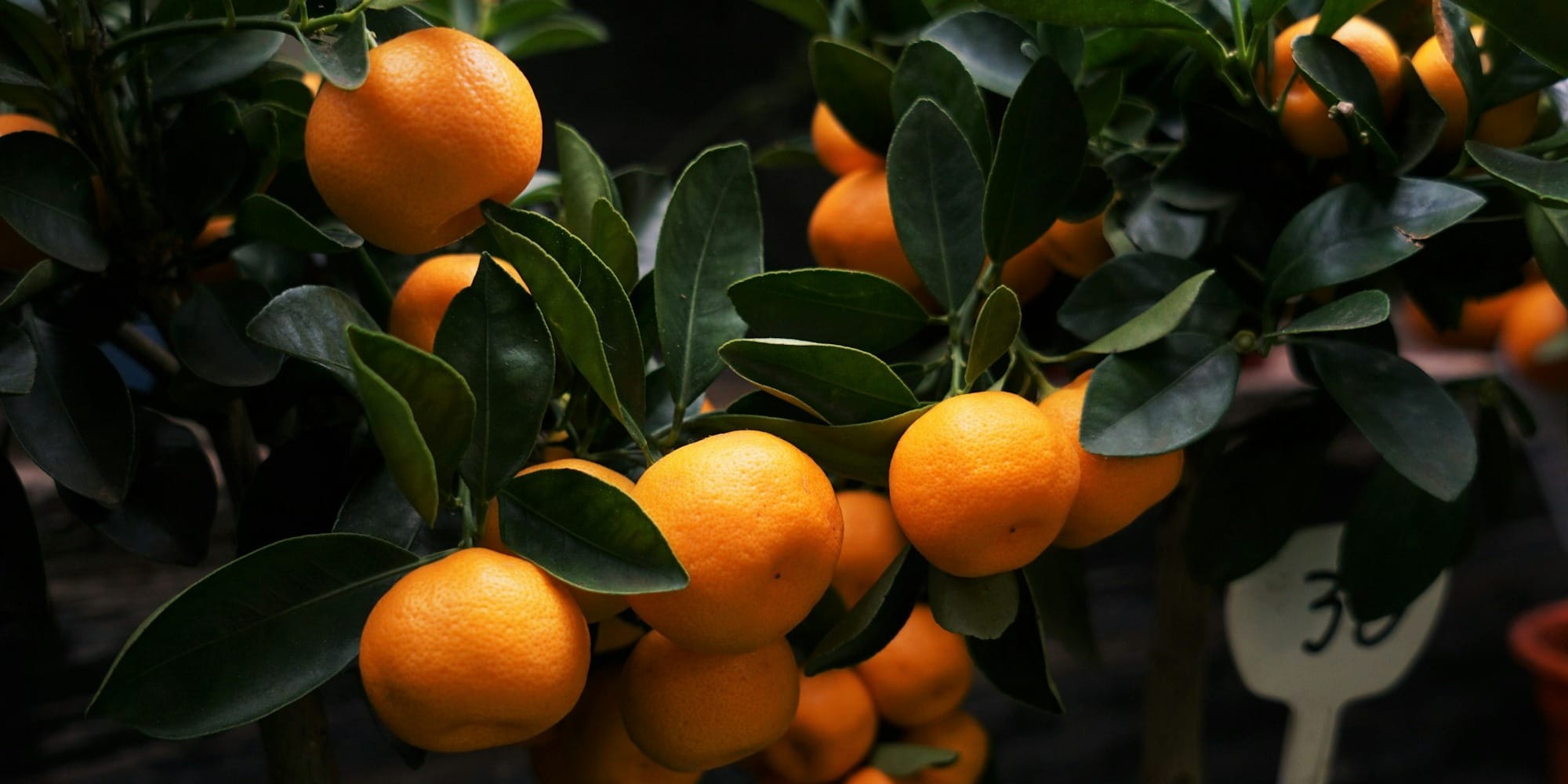 В Баткене тестируют турецкие цитрусовые, в Нарыне — стекловидную пшеницу из РФ