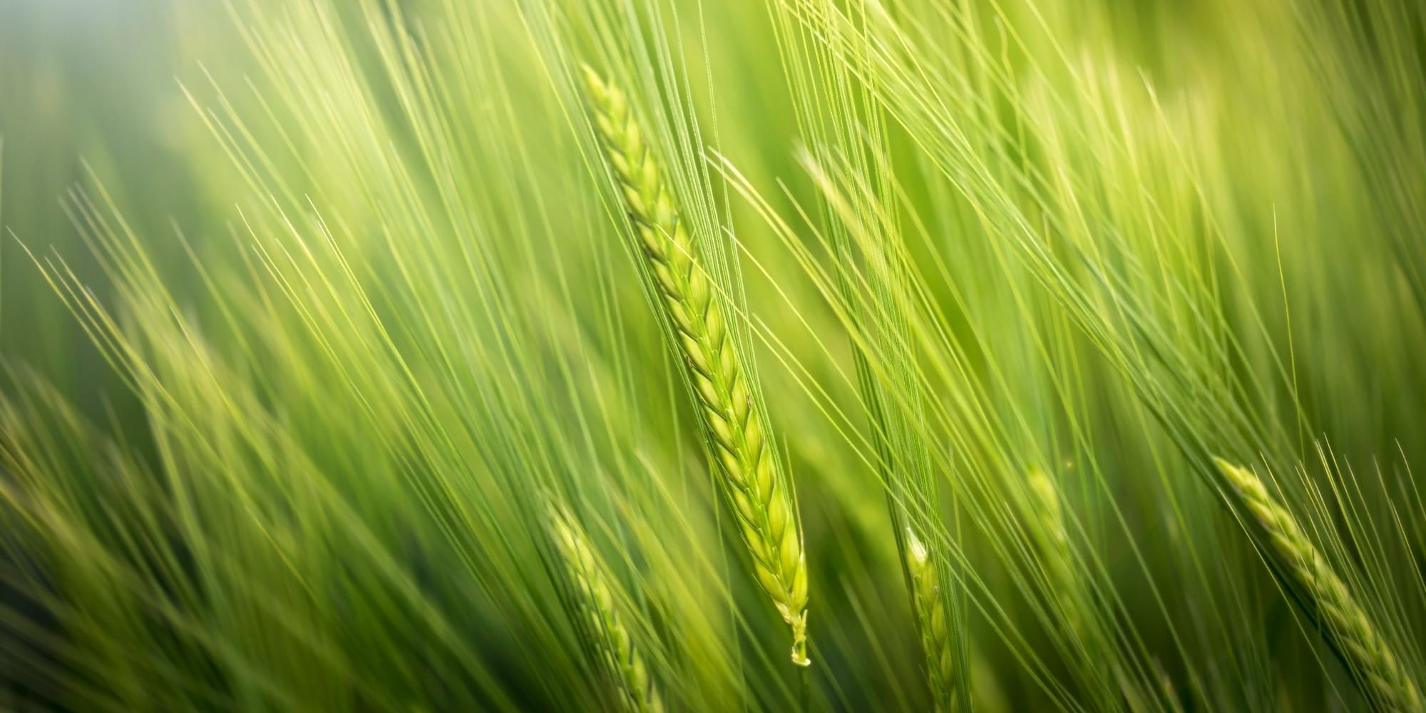 photo of wheat