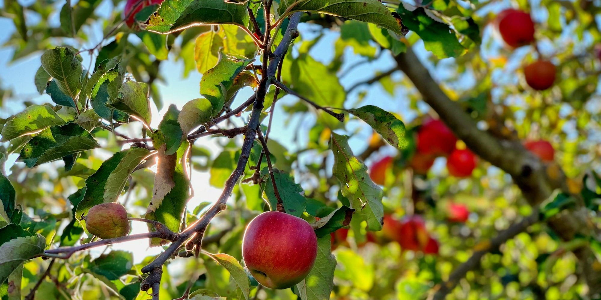 Вдоль трассы Бишкек – Ош создают яблоневый кластер с капельным орошением