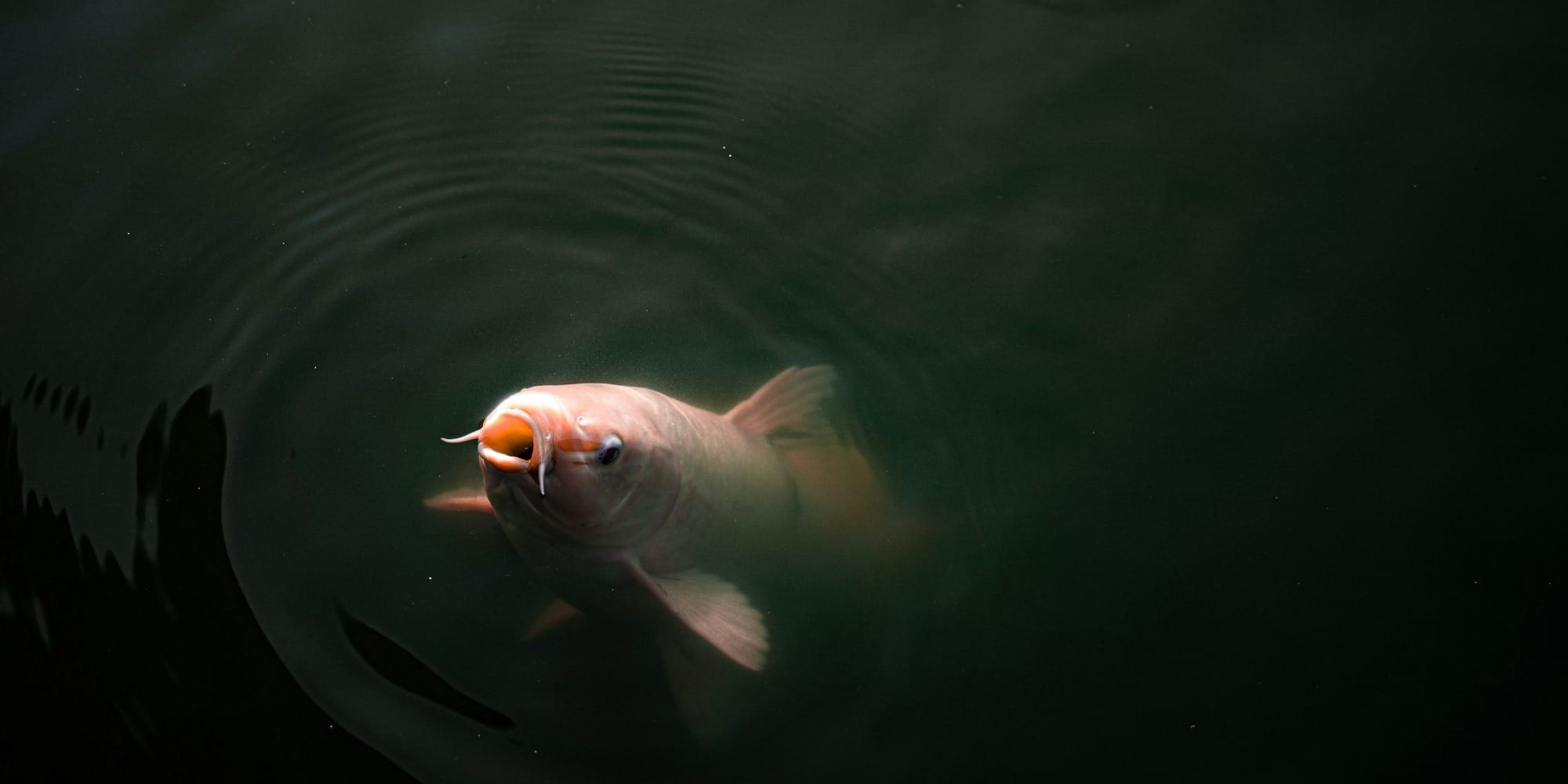 В водохранилища Кыргызстана осенью 2026 года выпустят 270 тысяч мальков карпа