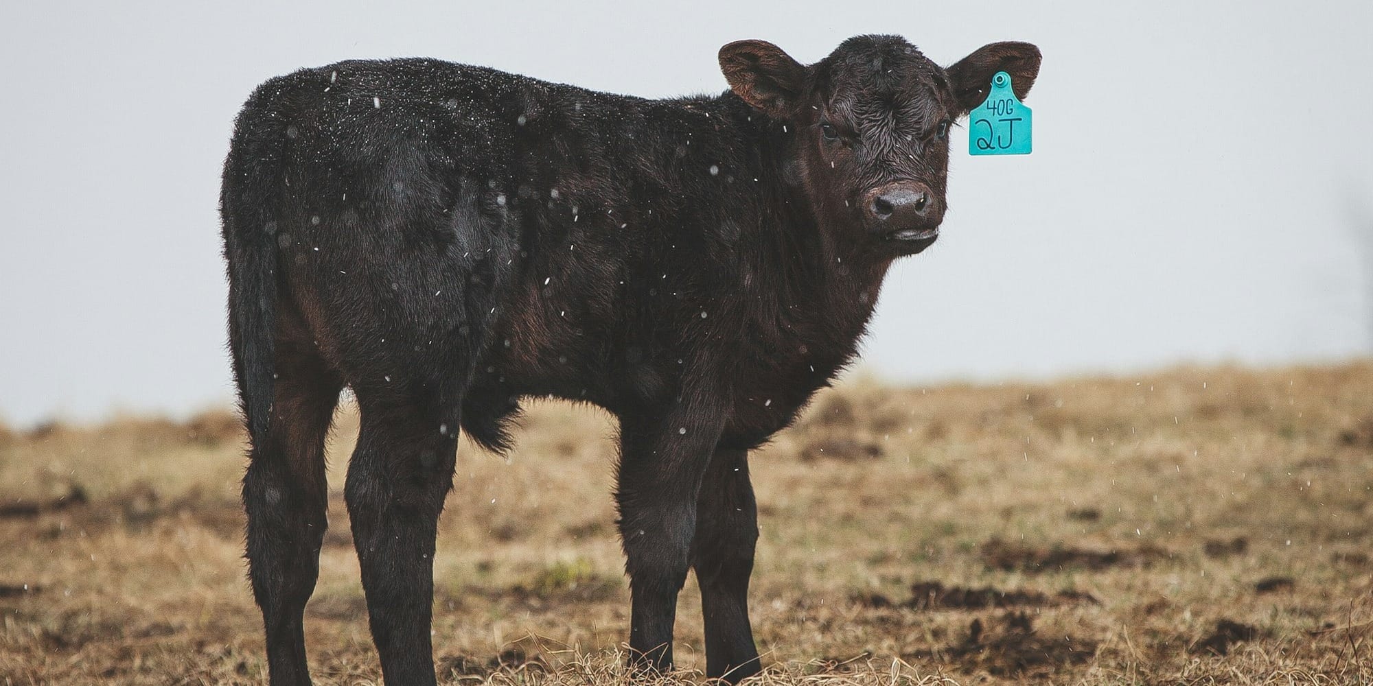 Племенной «апгрейд»: как  в КР сделать стадо чистопородным и повысить доход