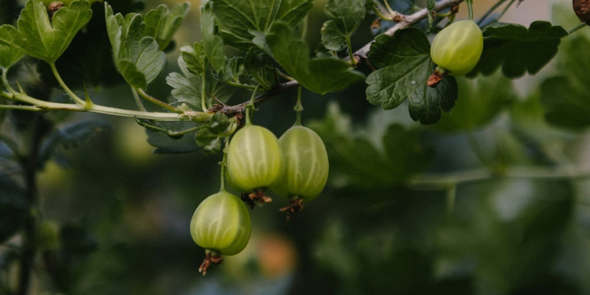 A bunch of green berries hanging from a tree
