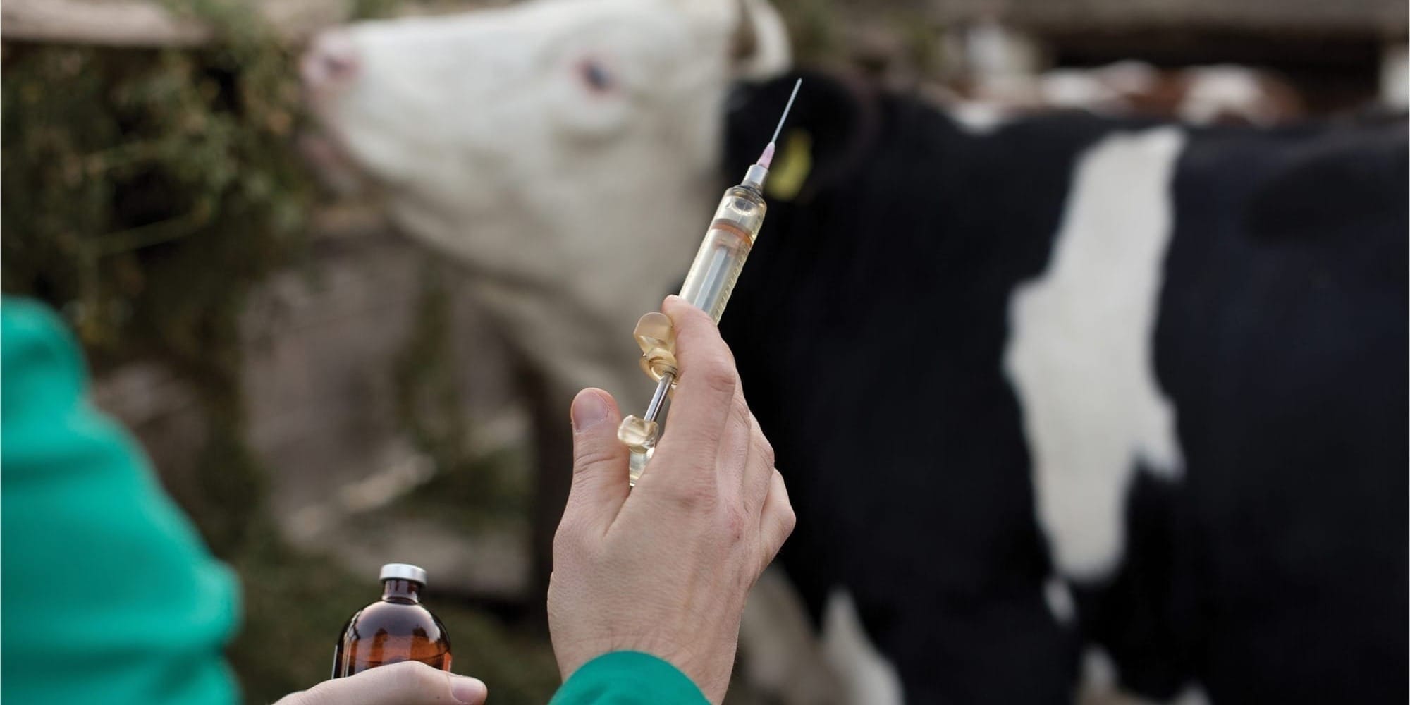 ящур в Узбекистане 2026, штамм SAT вирус, Минсельхоз КР вакцины, экспорт мяса из Кыргызстана, эпизоотическая ситуация в ЦА, ящур в Казахстане и России, вакцинация скота