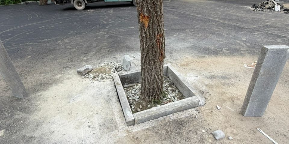 Деревья в парке Ататюрка в Бишкеке закатали в асфальт: мэрия заставила подрядчика все исправить