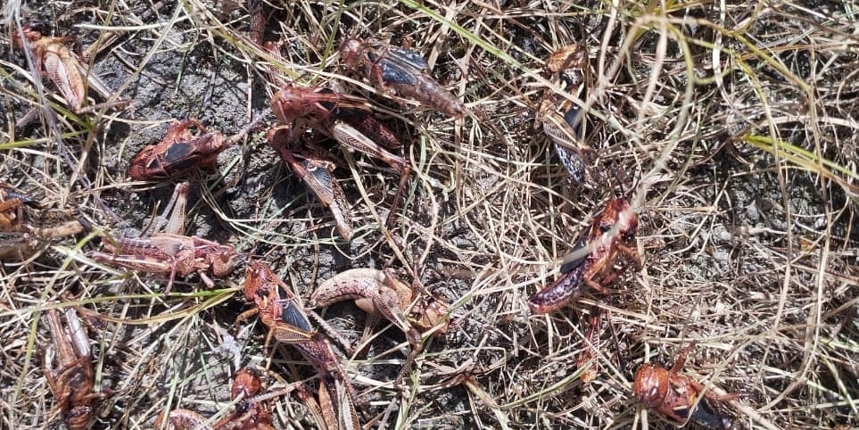 В пяти районах Джалал-Абадской области проводят обработку земель от саранчи