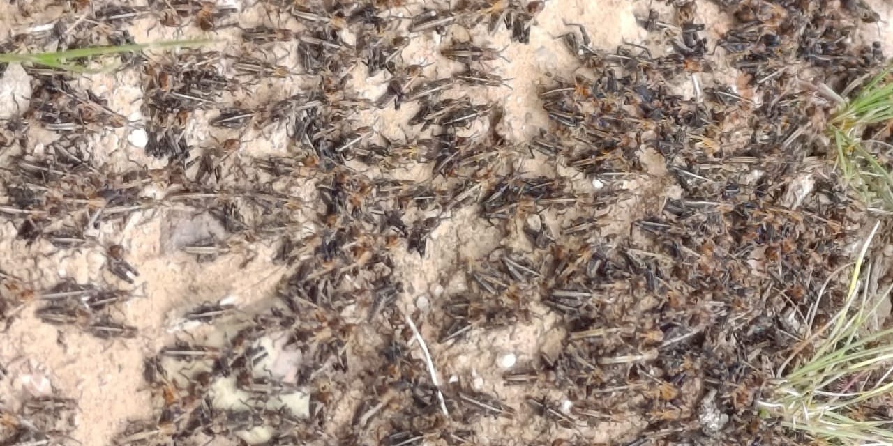 В Чуйской области на 1250 гектарах выявили очаги саранчи
