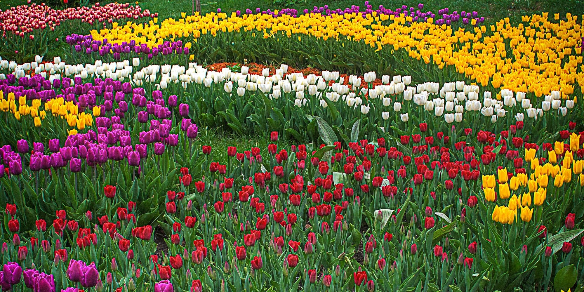 Тюльпаны по ГЧП: под Бишкеком построят тепличный комплекс с элементами агротуризма