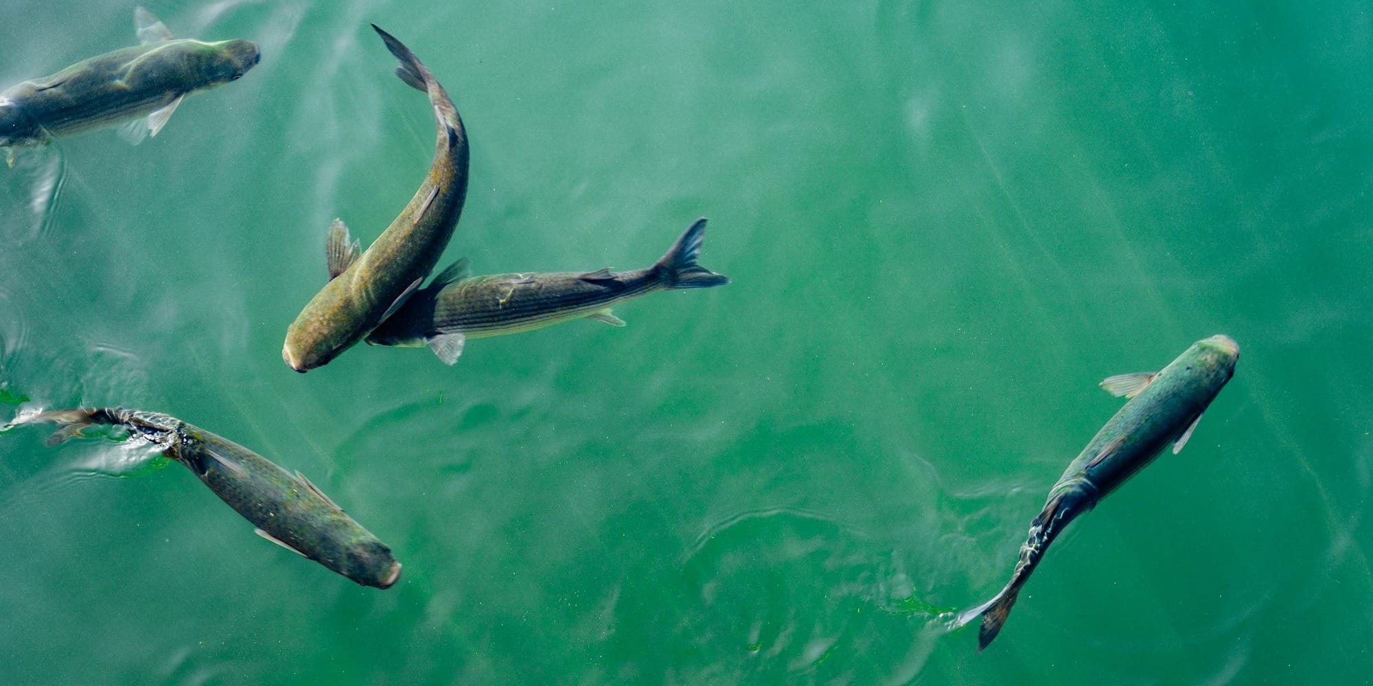Минсельхоз выставил на конкурс 13 водоемов под рыбные хозяйства