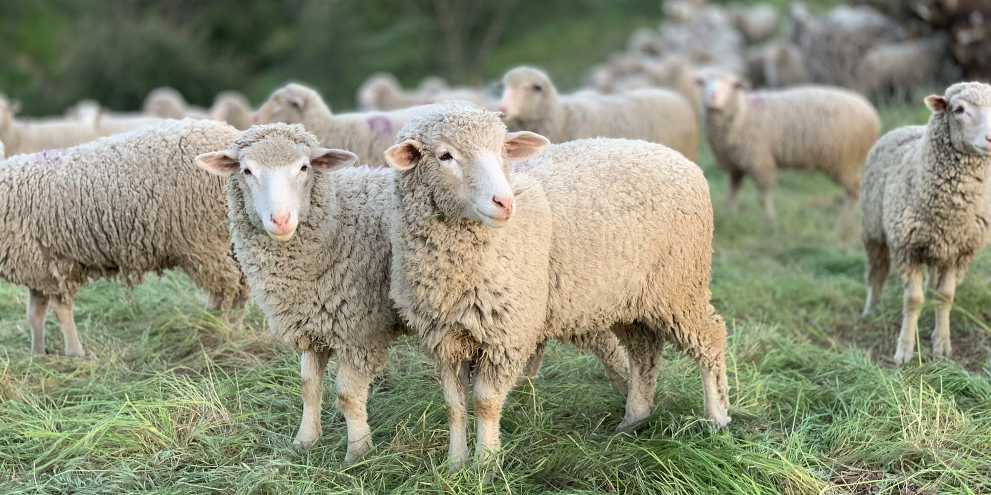 Дефицит ветеринаров в регионах Кыргызстана: депутаты ЖК требуют системных реформ в отрасли