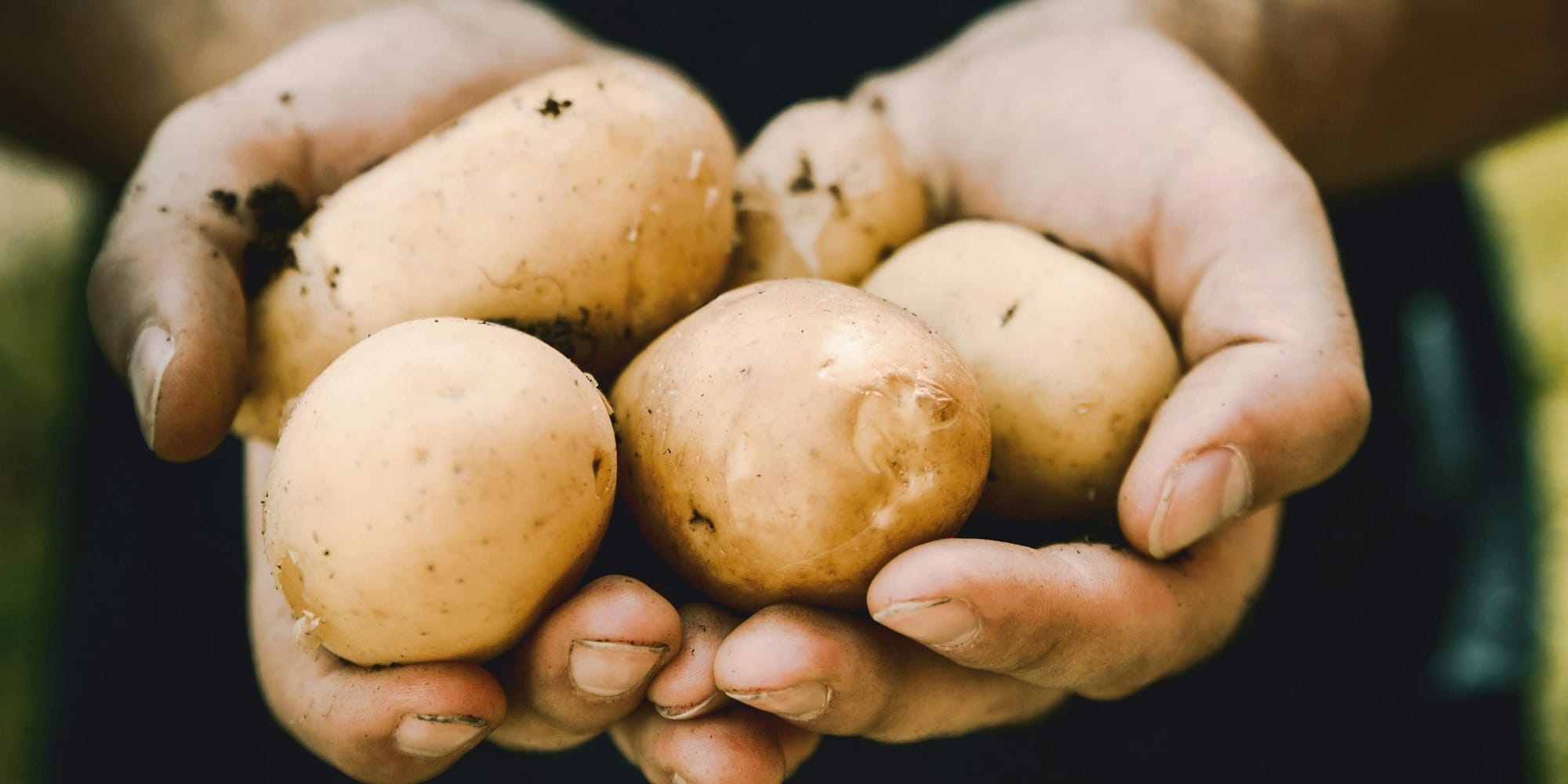 Ранний картофель из Аравана уже на рынках: жара ускорила сезон почти на месяц