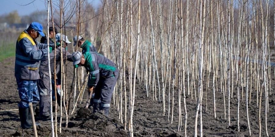 Бишкек получит «второй Ботанический сад» на базе муниципального питомника