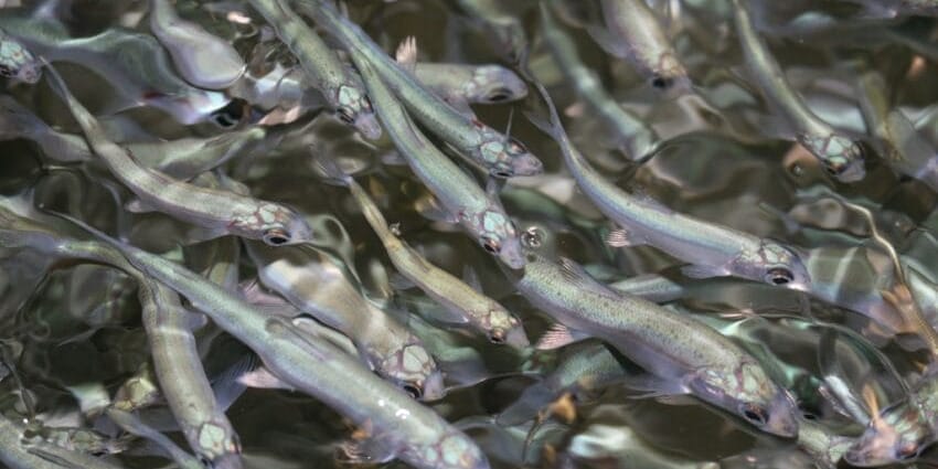 Зарыбление-2026: Сон-Куль и Ара-Куль получили 1.8 млн мальков сига-лудоги