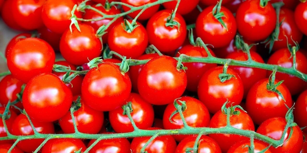 помидоры в Кыргызстане 2026, вкус томатов, селекция томатов, Абдухаким Исламов, урожайность помидоров в Чуйской области, почему помидоры невкусные, CRISPR томаты, семена томатов Heinz.