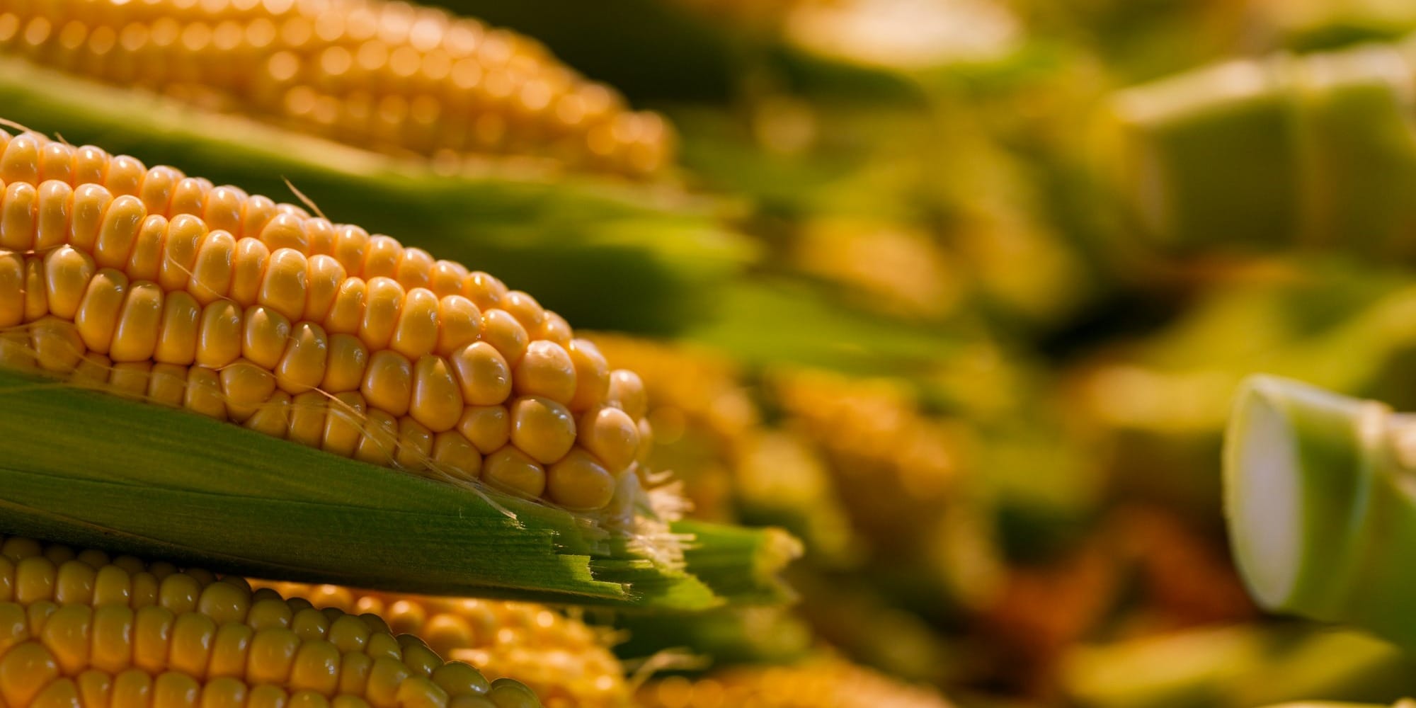 В Чон-Алае тестируют гибрид немецкой кукурузы с урожайностью до 150 ц/га