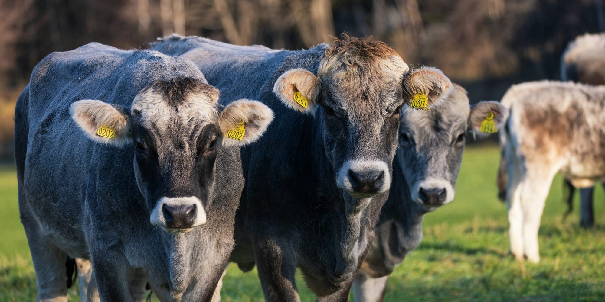 Корма для животных и проверка безопасности продукции в Кыргызстане