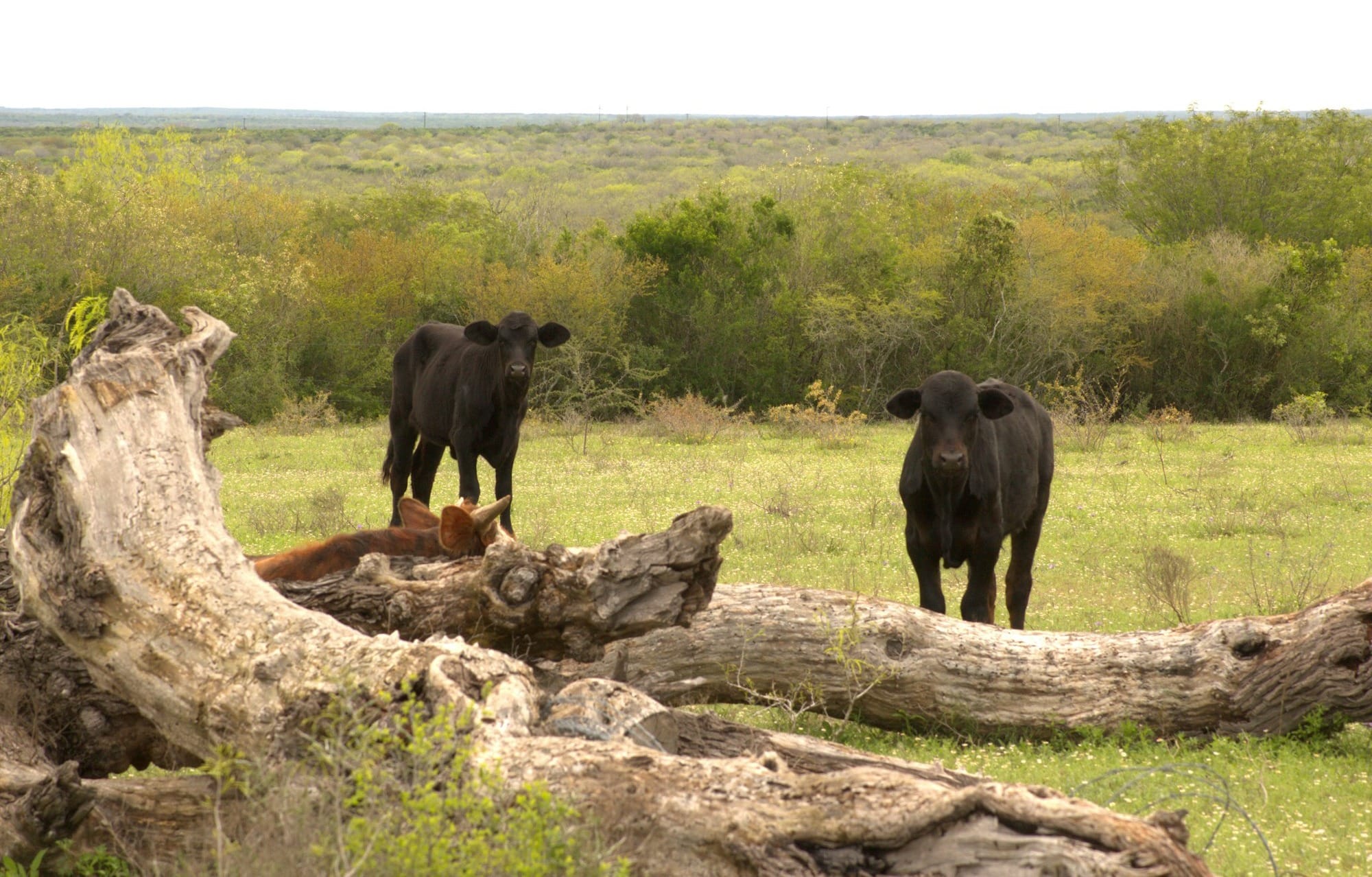 Black and brown cows in a grassy field with logs.