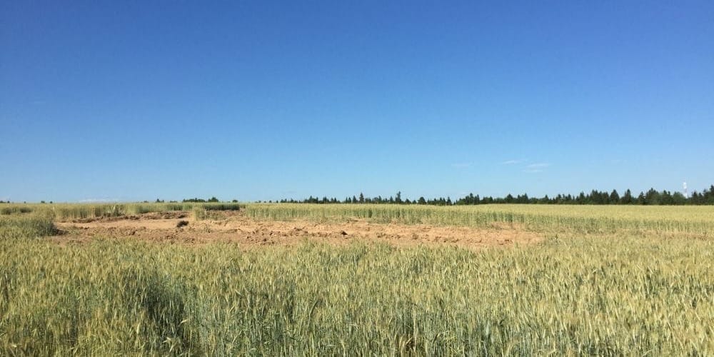 В Сокулукском районе 3.6 га пашни перевели под логистический центр