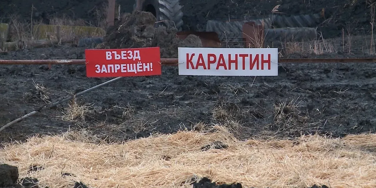 В КР санитарную зону вокруг очагов сибирской язвы смогут сокращать до 100 метров