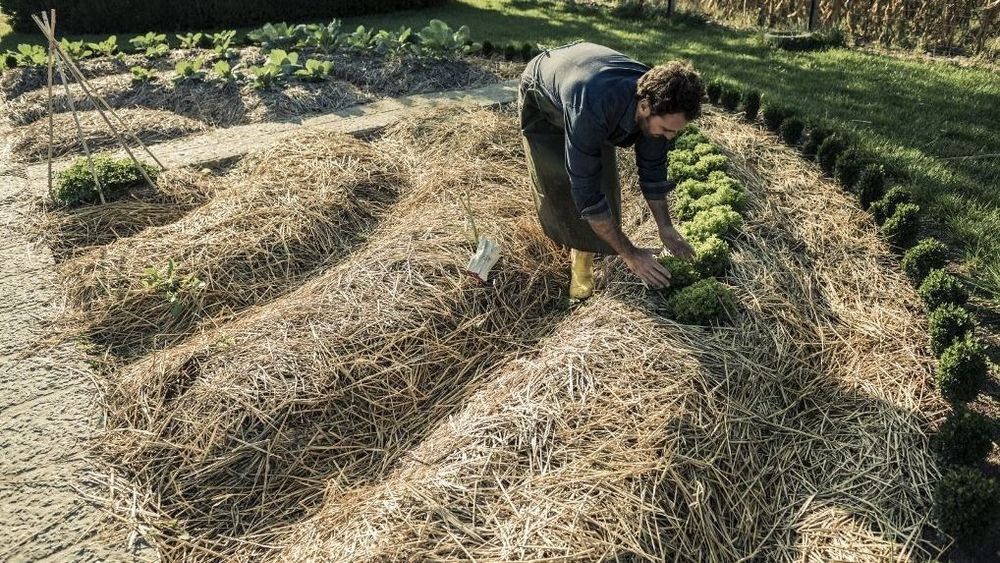 Кыргызстан хочет в три раза увеличить площади земель под органическое земледелие к 2030 году изображение публикации