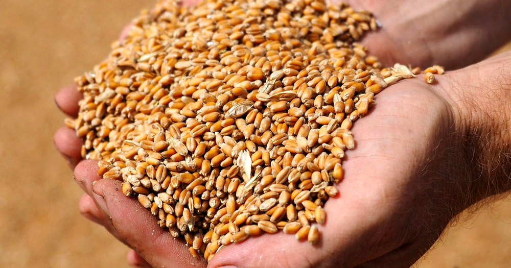 Фонд госматрезервов не купил пшеницу только у одного фермера – Минсельхоз ответил на обвинения депутата изображение публикации