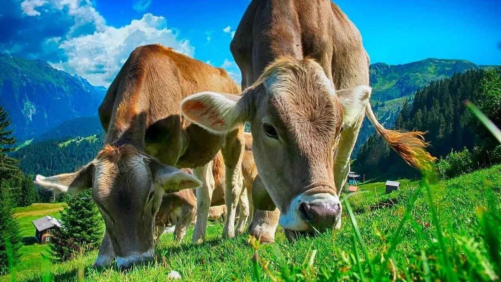 Минсельхоз разработал проект госпрограммы по устойчивому развитию животноводства на 2024-2028 годы изображение публикации