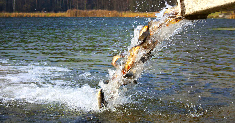 В озеро Иссык-Куль выпустили 90 тысяч штук рыб изображение публикации