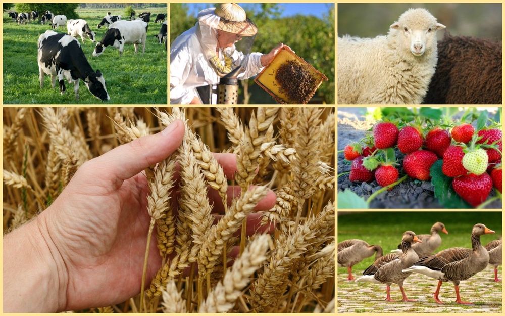 Государство выделит 17 млрд сомов на агропромышленные кластеры изображение публикации