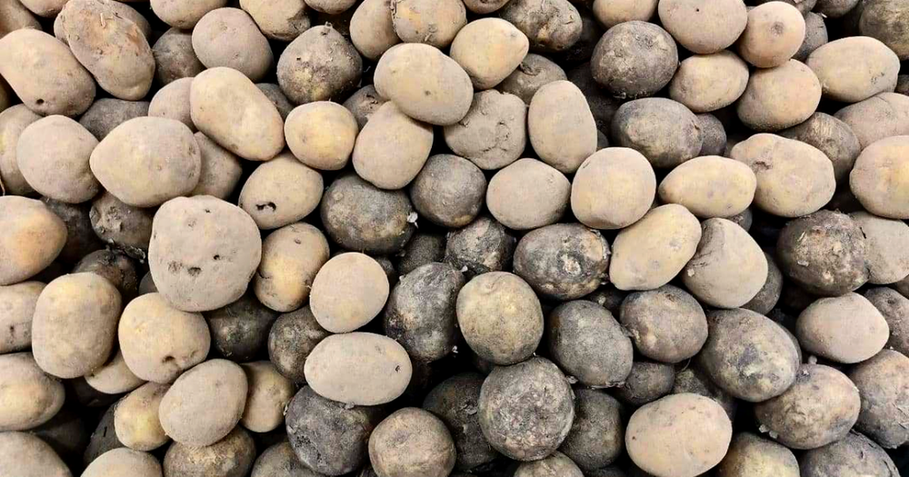 Картофель из Нарына и Иссык-Кульской области экспортируют в Узбекистан изображение публикации