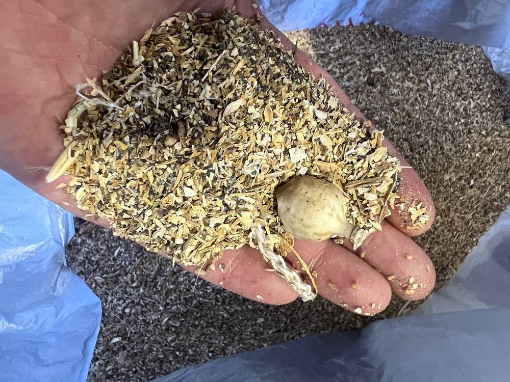 В аэропорту "Манас" пресечена попытка контрабанды шести тонн маковой соломы изображение публикации