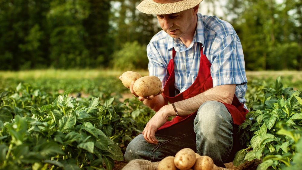 Фермерам Кыргызстана выдали 3.3 млрд сомов в виде кредитов изображение публикации