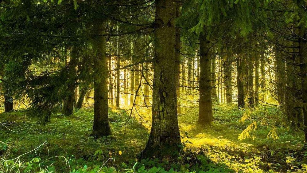 Минфин профинансировал лесное хозяйство на 72.7 млн сомов изображение публикации