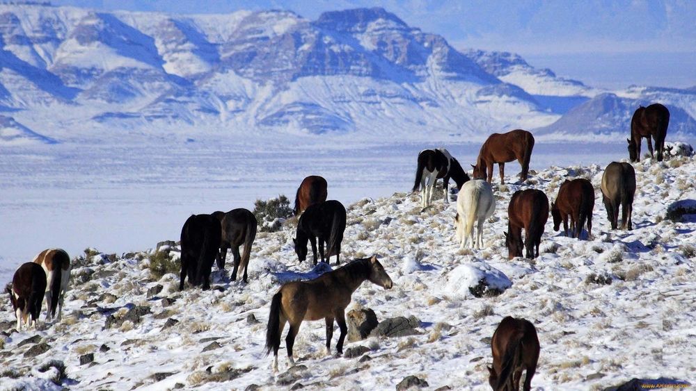 Из Кыргызстана в Узбекистан пытались перегнать скот на 4 млн сомов изображение публикации