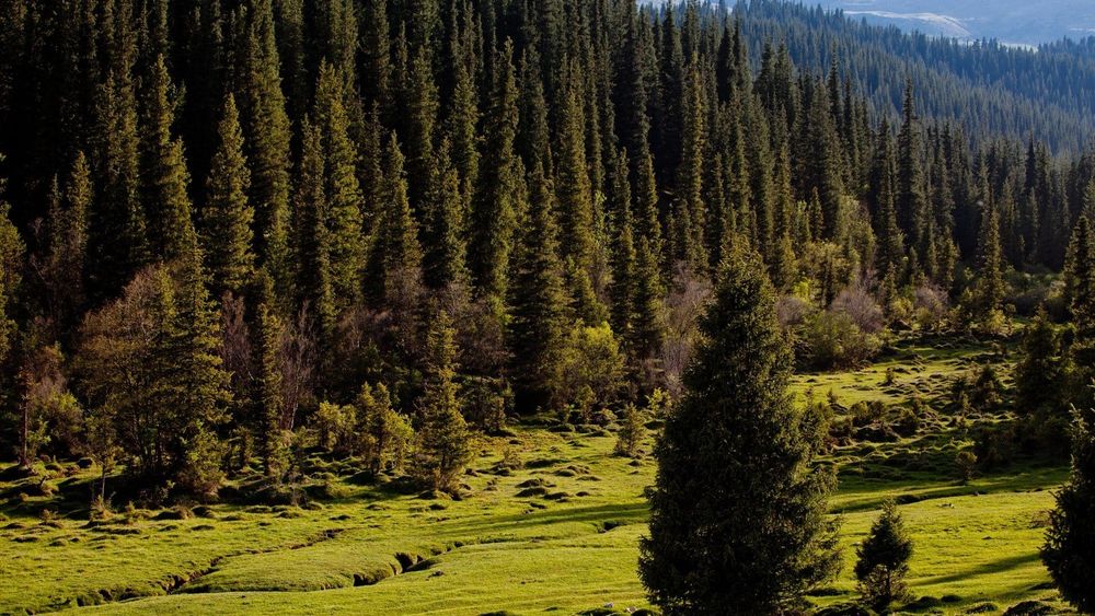 Борьба с изменением климата. Кыргызстан намерен инвестировать средства в леса и пастбища изображение публикации