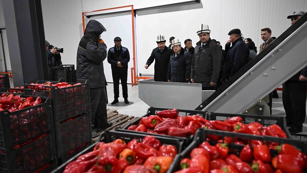 В Чуйской области открыли завод по заморозке фруктов и овощей изображение публикации