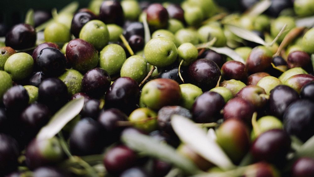 Грузинские инвесторы хотят выращивать в Казахстане оливки на экспорт изображение публикации
