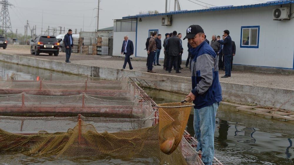 В Кыргызстане в прошлом году значительно вырос экспорт рыбы и рыбной продукции изображение публикации