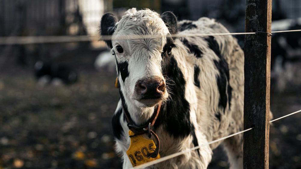 В прошлом году в Кыргызстане похитили почти 2000 голов скота – МВД изображение публикации