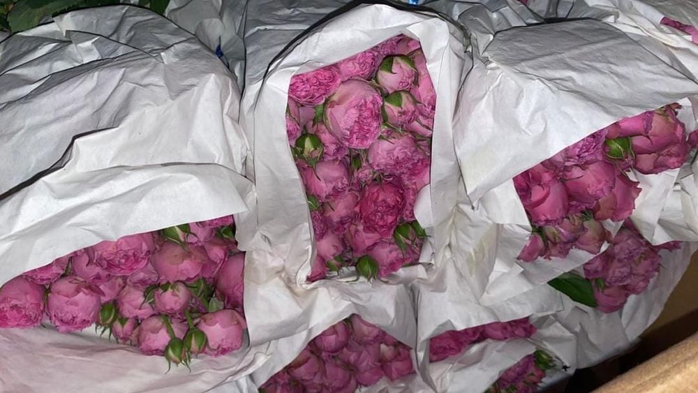 В Кыргызстан пытались незаконно ввезти более 3 тысяч роз из Узбекистана изображение публикации