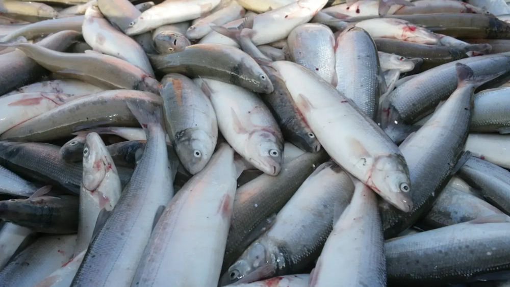 Кыргызстан экспортирует в Китай до 60 тысяч тонн рыбной продукции изображение публикации