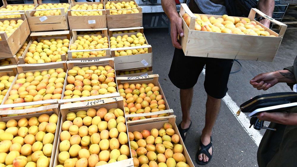 В России выделены места для продажи иссык-кульских абрикосов – куда обращаться изображение публикации