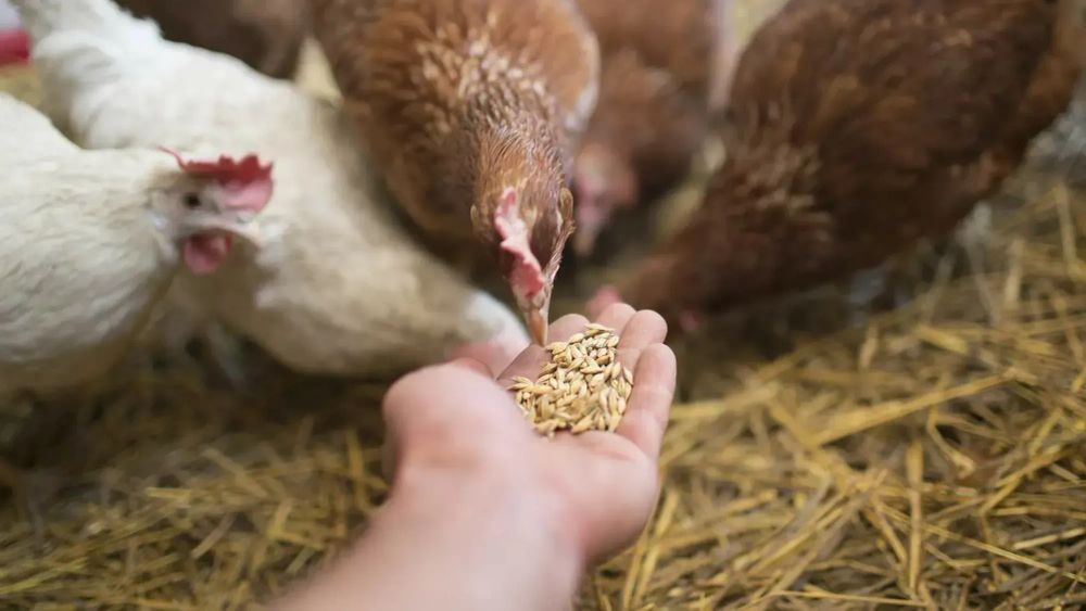 Цех по производству кормов для кур появится в Кара-Суйском районе изображение публикации