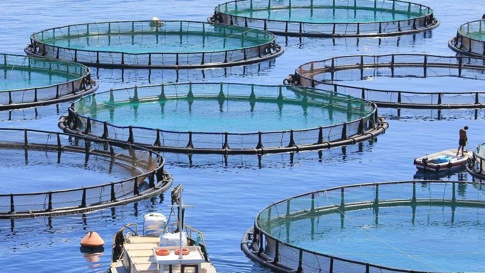 На конкурс выставлены 50 га акватории Токтогульского водохранилища для рыбного хозяйства изображение публикации