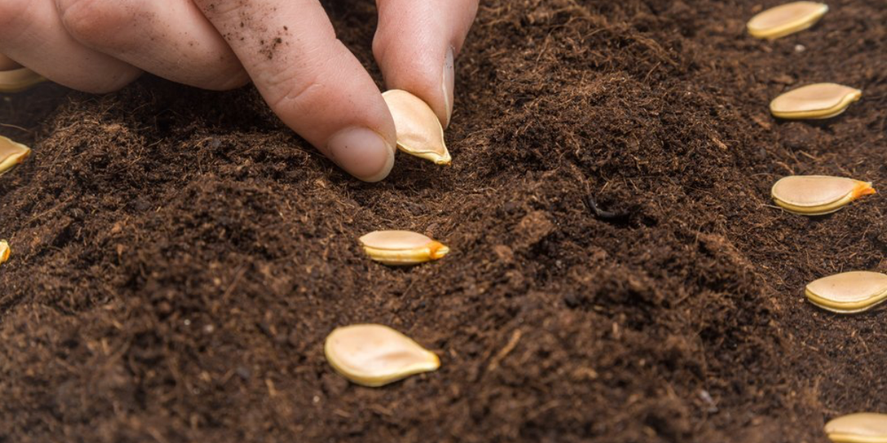 В Кыргызстане 64.6 тысячи тонн семян подготовлены для весеннего посева изображение публикации