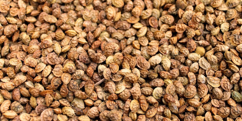 Семена эспарцета из Казахстана не соответствовали требованиям: 20 тонн груза возвращены в РК изображение публикации