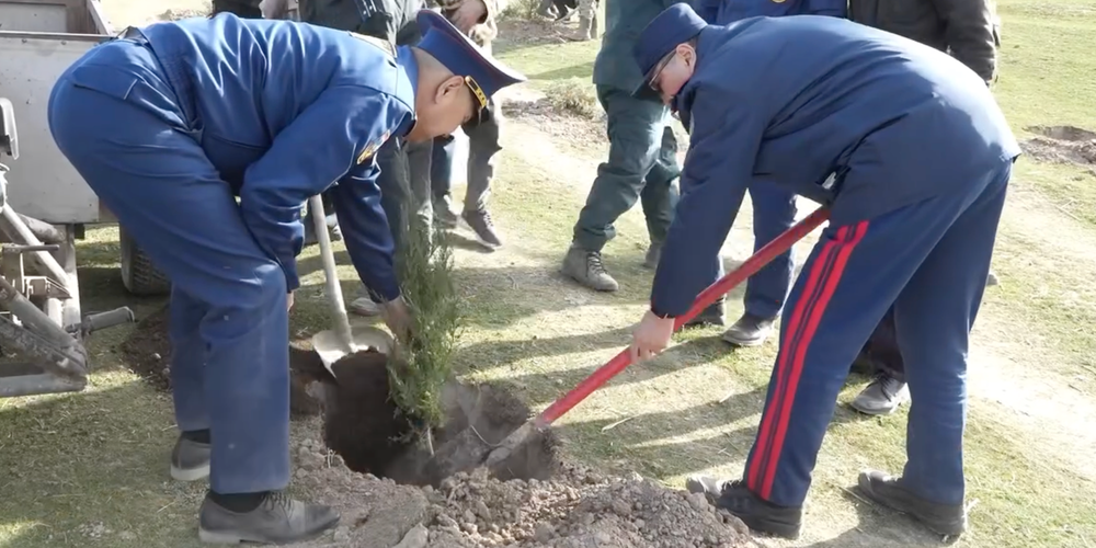 В Джалал-Абаде высаживают 40 тысяч саженцев на площади в 100 га изображение публикации