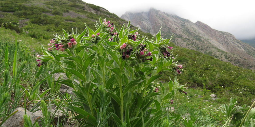 Минприроды предлагает продлить до 2027 года мораторий на использование ряда дикорастущих растений изображение публикации
