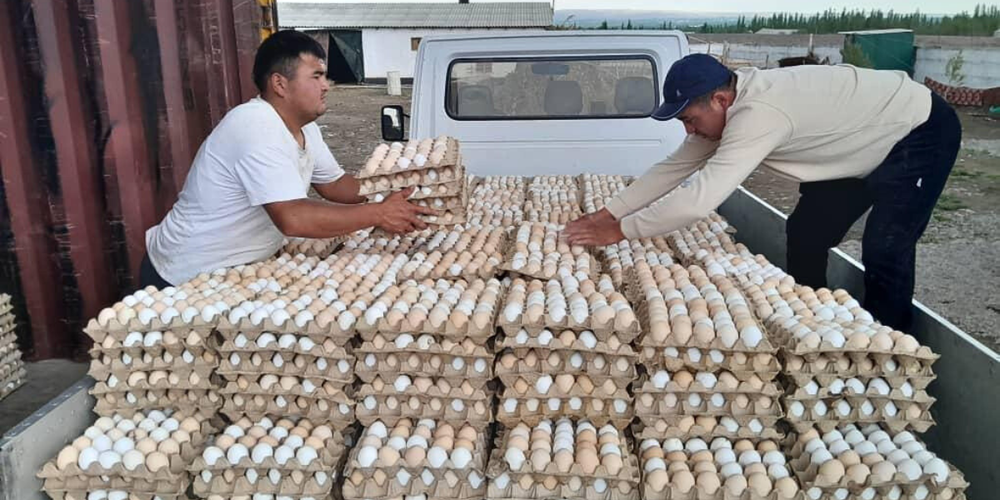 В Кыргызстане создали мобильную группу для борьбы с контрабандой куриных яиц изображение публикации