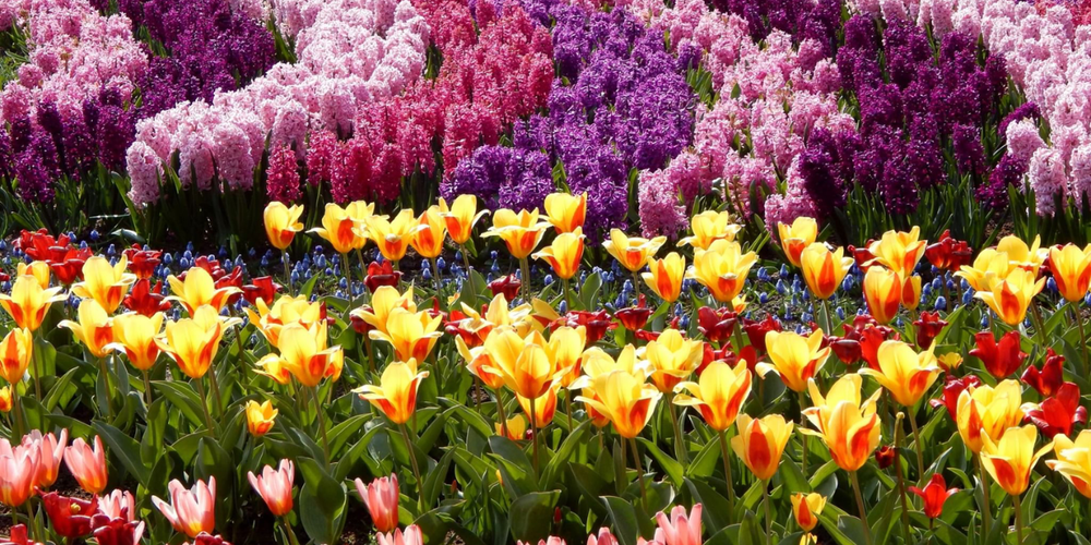 Кыргызстан ежегодно импортирует более 2 млн цветов: Минсельхоз призывает фермеров к импортозамещению изображение публикации