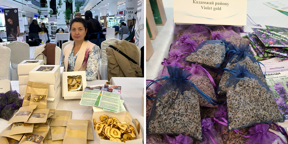 Первая лавандовая ферма на юге Кыргызстана: как учительница из Кадамжая развивает необычный бизнес изображение публикации